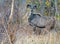 A lone adolescent Male Kudu standing amongst dense bush