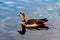 Lone Adult Egyptian Goose Swimming