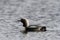 Lone adult Pacific Loon or Pacific Diver Gavia pacifica in breeding plumage swimming in arctic waters