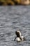 Lone adult Pacific Loon or Pacific Diver Gavia pacifica in breeding plumage swimming in arctic waters