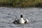 Lone adult Pacific Loon or Pacific Diver Gavia pacifica in breeding plumage with wings dipping in water