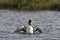 Lone adult Pacific Loon or Pacific Diver Gavia pacifica in breeding plumage with wings outstretched and dipping in water