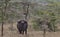 A lone african cape buffalo standing and looking alert in the wild Ol Pejeta Conservancy, Kenya