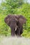 Lone African elephant bull walks through the green savannah in the Kruger Park