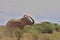 a lone african elephant covers itself in dust with its trunk in the wild savannah of buffalo springs national reseve, kenya