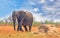 A lone African Elephant walking across the savannah with a blue cloudy sky and dry yeloow grass