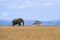 Lone African elephant walking in savanna grassland with tourist car stop by watching at Masai Mara National Reserve Kenya