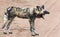 Lone African wild dog hunting calling its mates