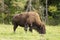 A lone American Field Buffalo