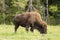 A lone American Field Buffalo