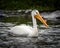 Lone American White Pelican floating on a rushing river in the wild