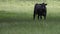 Lone Angus cow to right on agricultural web banner