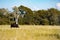 Lone Angus grazing in open pasture