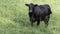 Lone Angus in green grass background