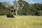 Lone Angus in tall pasture