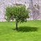 Lone apple tree and its shadow