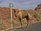 Lone Arabian camel, Camelus dromedarius, stands by the road, Ethiopia