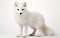 Lone Arctic Fox on a Blank White Canvas -Generative Ai