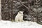 Lone Arctic Fox in a winter environment