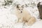 Lone Arctic Fox in a winter environment