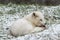 Lone Arctic Fox in a winter environment