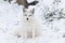 Lone Arctic Fox in a winter environment