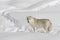 A lone arctic wolf (Canis lupus arctos) isolated on white background walking in winter snow in Canada