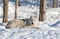 A lone Arctic wolf (Canis lupus arctos) lying in the snow in winter in Canada