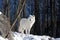 A lone Arctic wolf (Canis lupus arctos) walking in the winter snow in Canada
