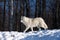 A lone Arctic wolf Canis lupus arctos walking in winter snow in Canada