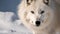 A lone arctic wolf in the north pole ai, ai generative, illustration