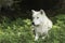 A lone Arctic wolf resting in a shaded area