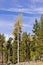 Lone aspen against pines