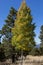 Lone Aspen in Field of Pines