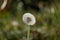 a lone autumn dandelion closeup with blurred background