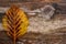 Lone autumn leaf on wood