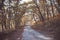 Lone autumn road in forest