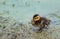 Lone baby duckling in muddy water.