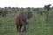 Lone Baby Elephant