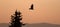 Lone backlit Hawk flying at sunrise on Sykes Ridge in the Pryor Mountains in Wyoming