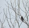 Lone Bald Eagle Bird of Prey Raptor in Bare Tree Looks Out Majestically