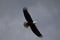 A lone Bald Eagle in flight searching for food.