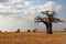 Lone Baobab on the African Savannah