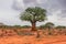 Lone baobab in Ngutuni Park. Kenya safari