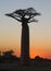 Lone Baobab on the sky background. Madagascar.