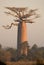 Lone Baobab on the sky background. Madagascar.