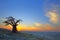 Lone Baobab sunset
