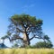 Lone Baobab tree