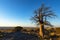 Lone baobab tree in early morning light