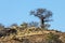 Lone baobab tree on a kopje